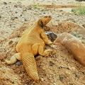 'חיות הבר בערבה'